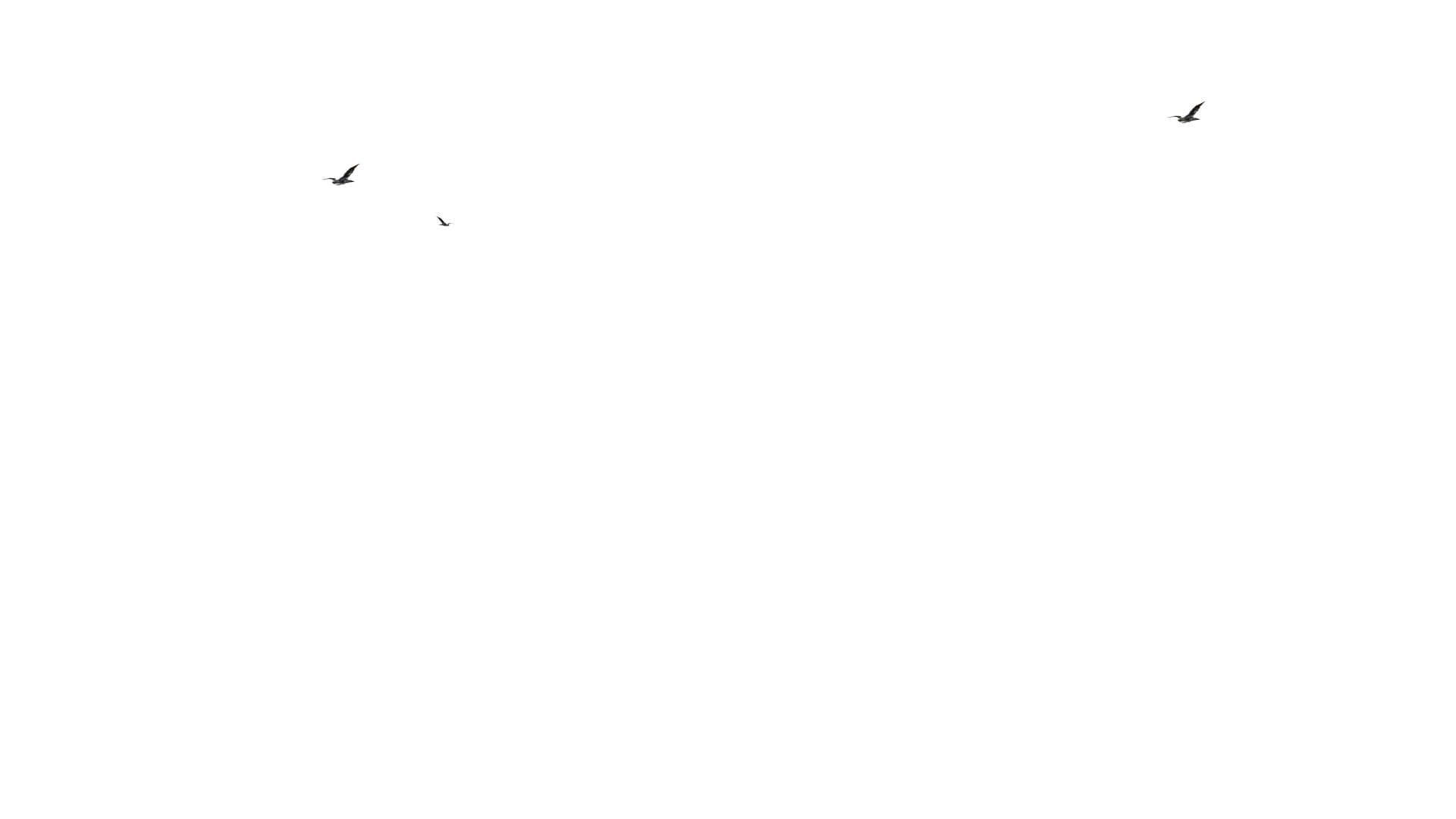 oiseaux